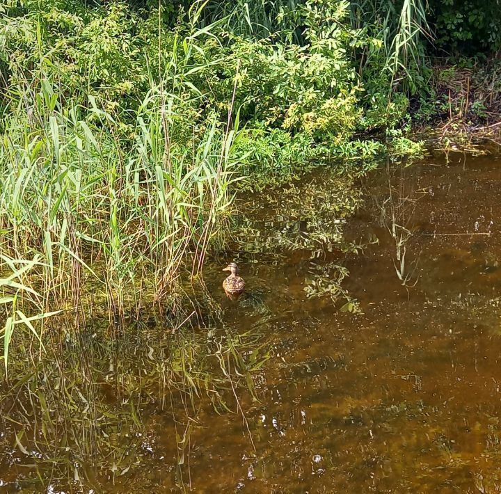 земля р-н Гатчинский снт Ритм 476, Строганово садоводческий массив фото 12