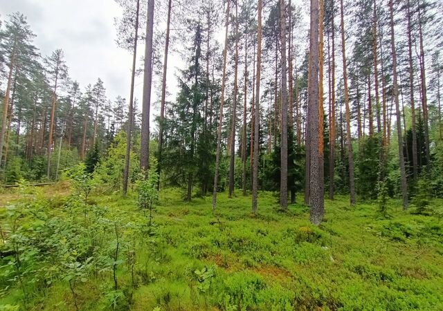 р-н Выборгский п Ленинское территория Тулокас Выборгское шоссе, 18 км, Первомайское сельское поселение, Санкт-Петербург фото