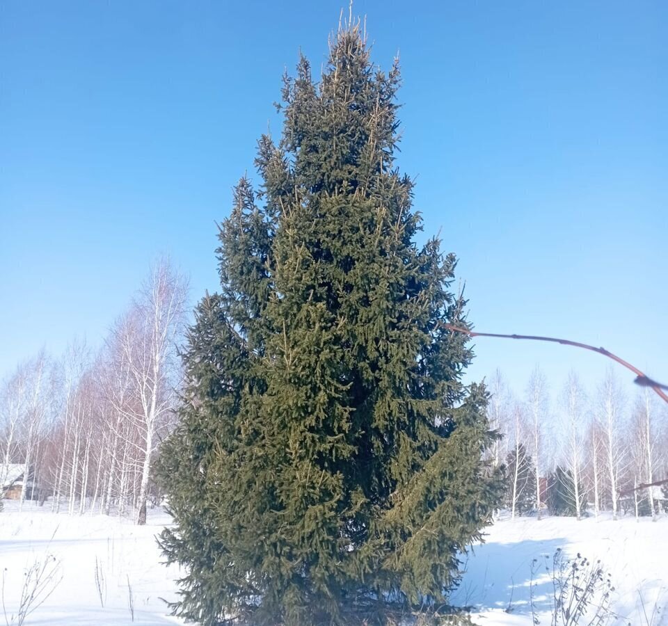 земля р-н Томский днп Солнечная поляна Томск фото 10