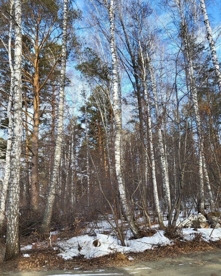 земля р-н Новосибирский п Каинская Заимка ул Боровая Бердское шоссе, 9747 км, Барышевский сельсовет, Новосибирск фото 2