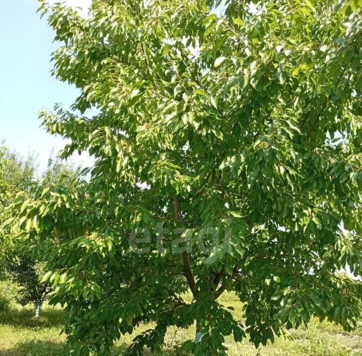 дом городской округ Шебекинский с Маломихайловка ул Сахалин фото 22