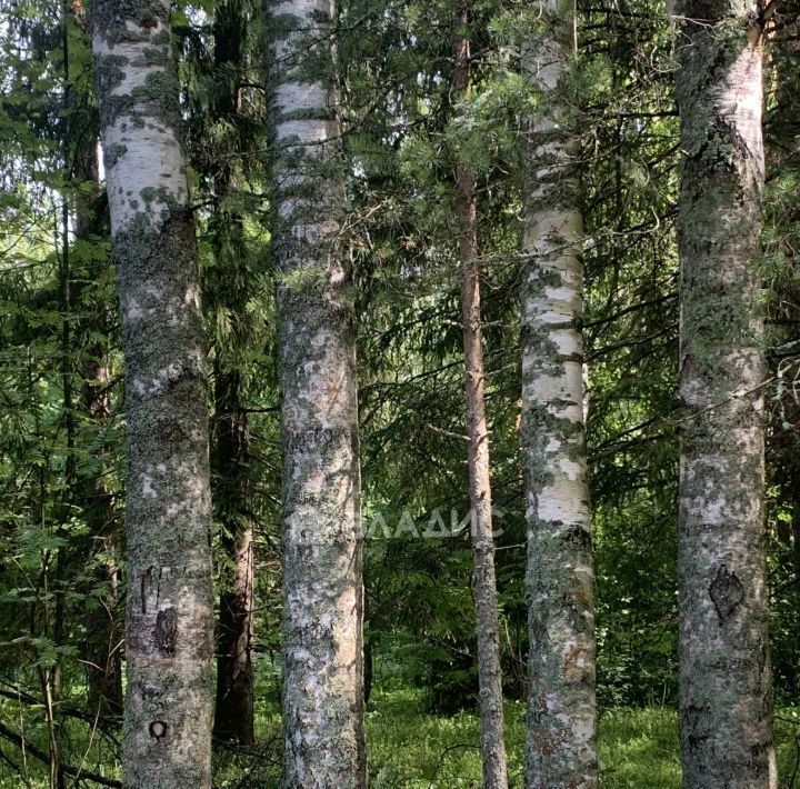 дом р-н Тосненский д Ивановское ул Тойлуг 15 Любанское городское поселение фото 14