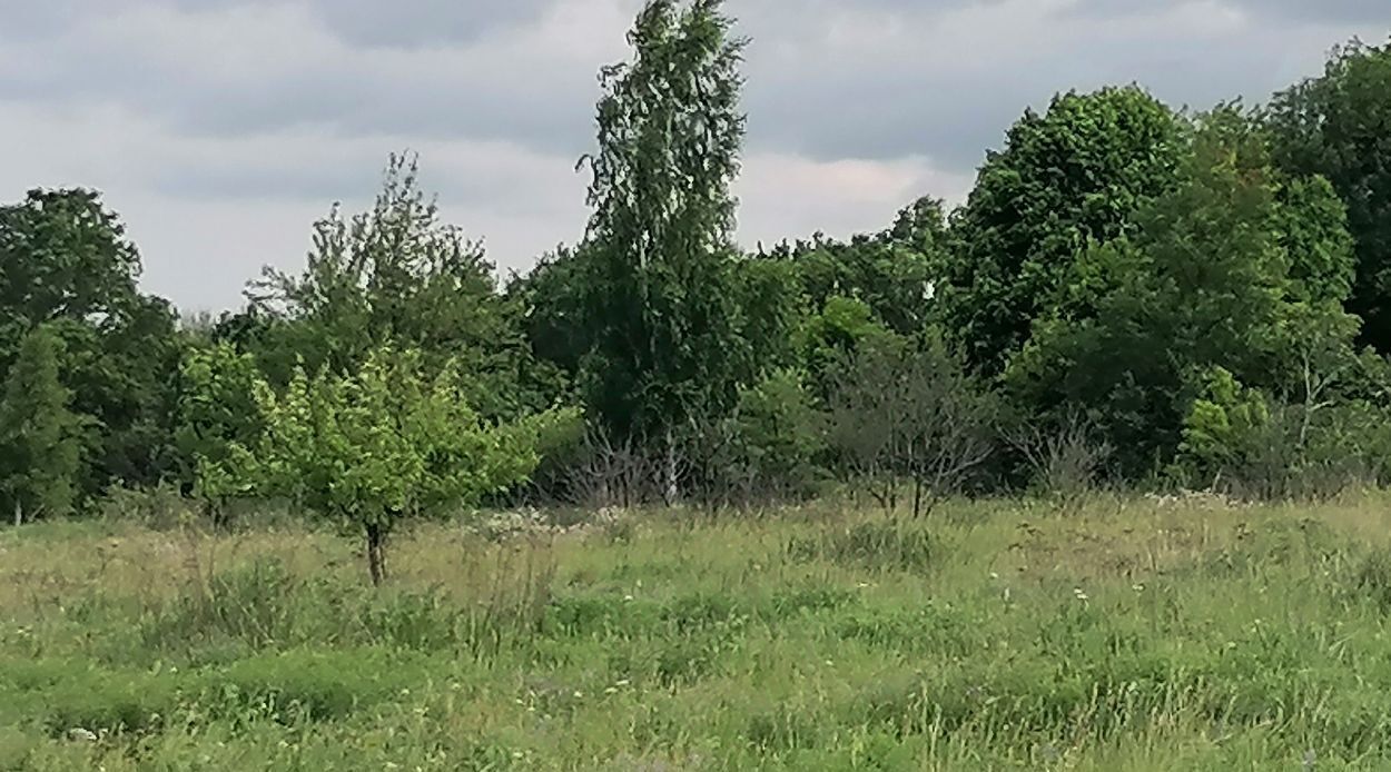 земля р-н Курский д Сапогово ул Выгонная Пашковский сельсовет фото 4