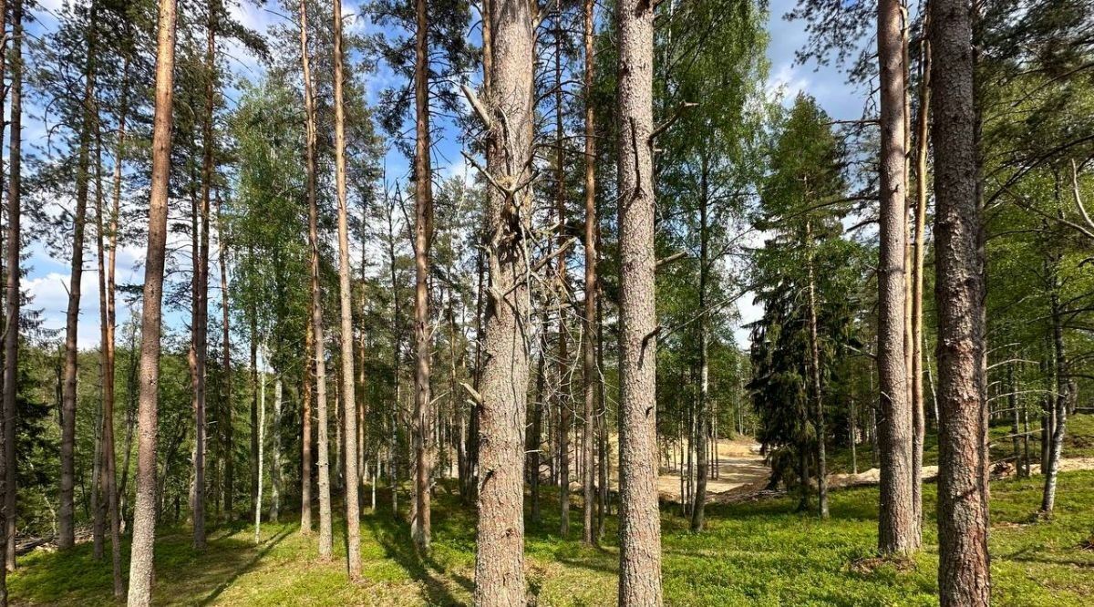 земля р-н Всеволожский Куйвозовское с/пос, Лесное озеро кп, ул. Центральная фото 2