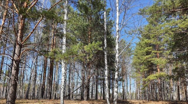 Рябина кп, Белоярский городской округ фото