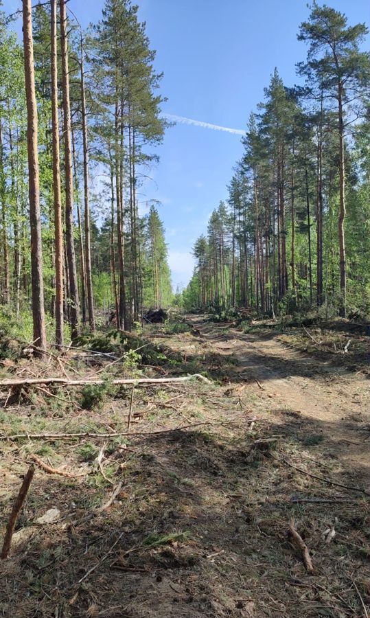 земля р-н Рязанский с Алеканово Дубровическое сельское поселение, Мурмино фото 3