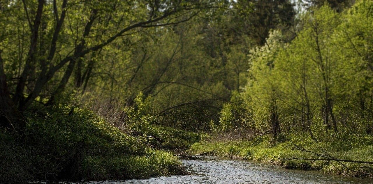 земля городской округ Шаховская д Дор КП Дорино ДНП фото 5