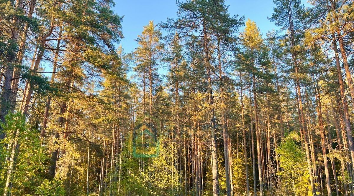 земля р-н Лужский п Плоское Толмачевское городское поселение фото 3