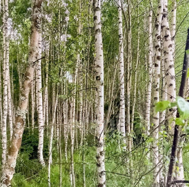 земля р-н Большесельский д Бревино Большесельское с/пос фото 4