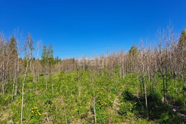 с Кунгурка городской округ Ревда, урочище Дегтяные фото