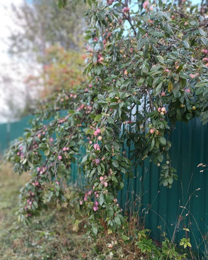 земля городской округ Можайский с Поречье ул 2-я Пролетарская 2б Уваровка фото 4