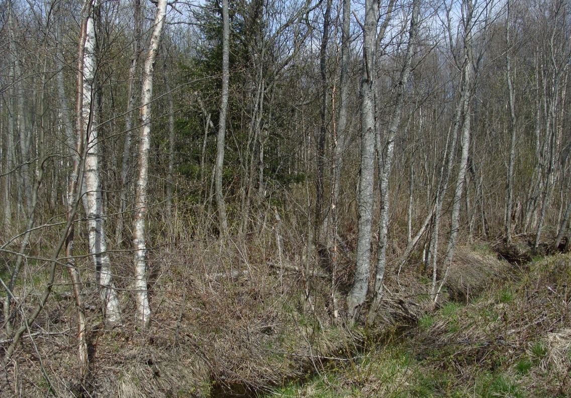 земля р-н Выборгский п Советский Советское городское поселение, городской пос. Советский фото 4