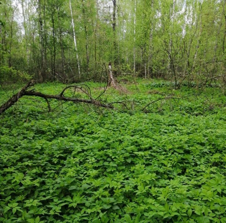 земля городской округ Орехово-Зуевский д Халтурино снт Олимпиец фото 6