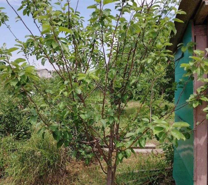 земля г Фролово снт БЕРЕЗКА городской округ Волгоград, Медицинская улица фото 3