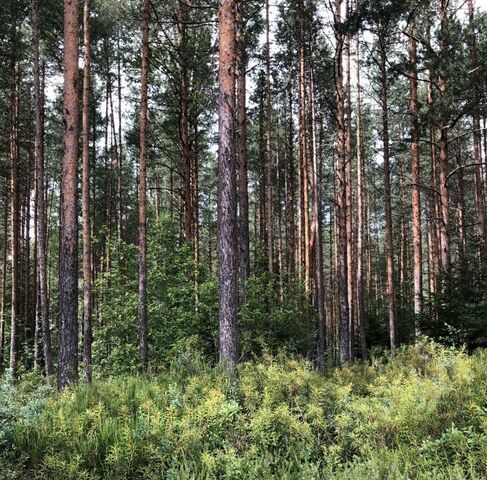 Сертоловское городское поселение, 48, Всеволожский район, Северная фото