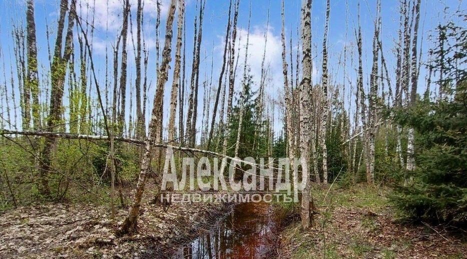 земля р-н Выборгский п Мысовое ул Правобережная Приморское городское поселение, Беговая фото 5