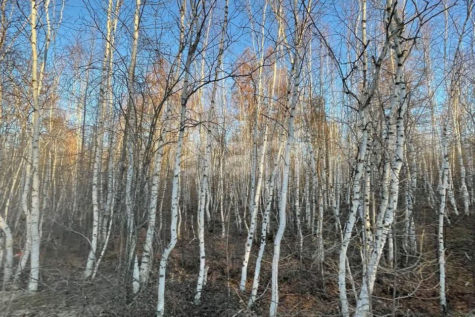 земля городской округ Якутск, Республика Саха Якутия, садово-огородническое товарищество Авиатор фото 9