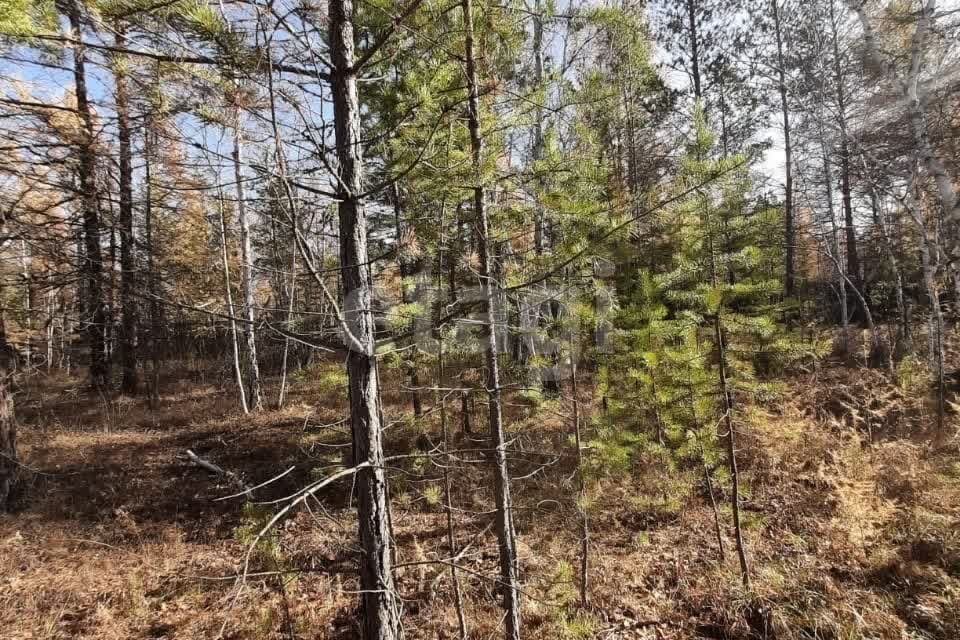 земля городской округ Якутск, Республика Саха Якутия, садовое товарищество участок Выделенный фото 4