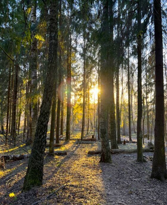 земля городской округ Истра д Кашино Нахабино фото 24