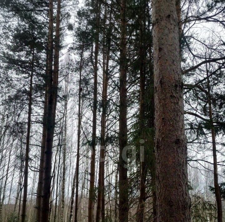 земля р-н Новгородский д Рышево Савинское с/пос фото 7