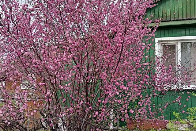 дом ул Пушкина городское поселение Чегдомын фото