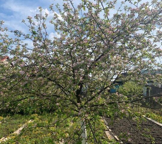 дом р-н Ленинградский снт Колосок городской округ Калининград фото