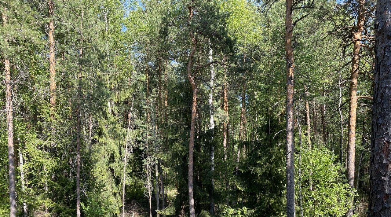 дом р-н Лужский снт Жемчужина Сертоловское городское поселение, 598, Всеволожский район, Северная фото 27