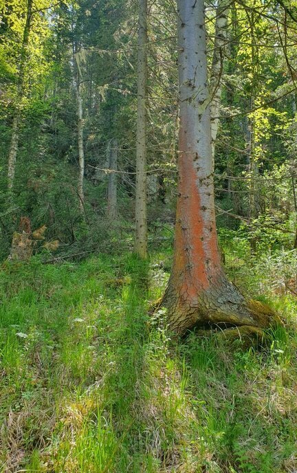 земля р-н Чемальский с Анос ул Заречная фото 19