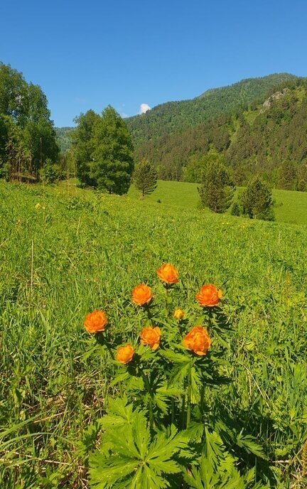 земля р-н Чемальский с Анос ул Заречная фото 16