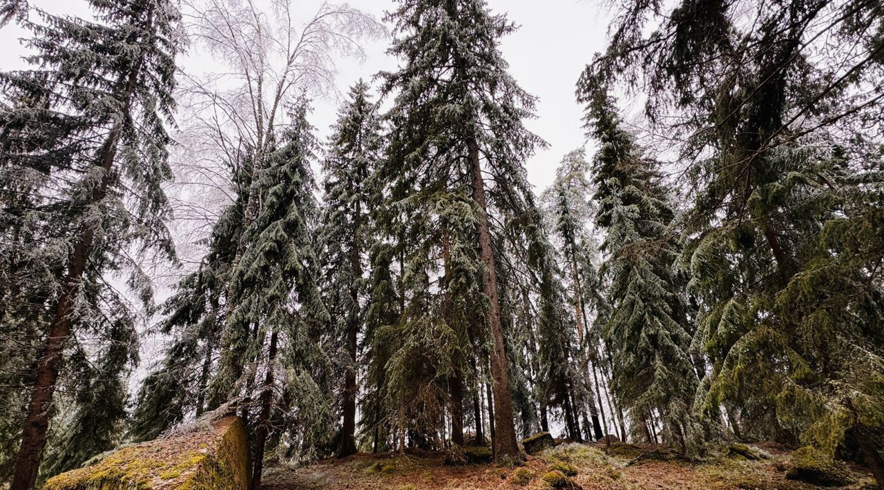 земля р-н Выборгский г Выборг р-н Сайменский Хутор Придорожное кп фото 8