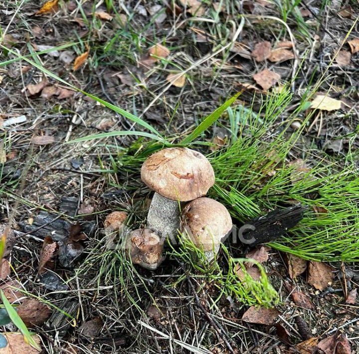 дом р-н Всеволожский массив Васкелово нп 3-я Линия Морозовское городское поселение, Красновыборжец СНТ фото 25