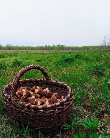 земля д. Межуйки фото