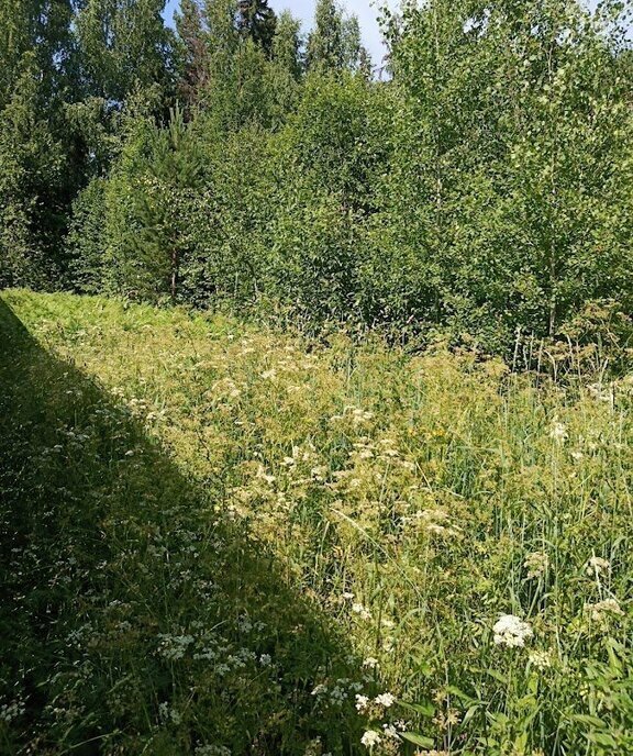 земля р-н Лужский п Мшинская Мшинское сельское поселение, садоводческое некоммерческое товарищество Испытатель фото 2