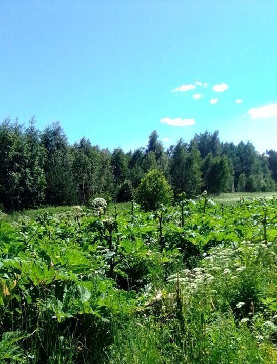 земля р-н Тосненский снт Керамик массива Никольское Никольское фото 3