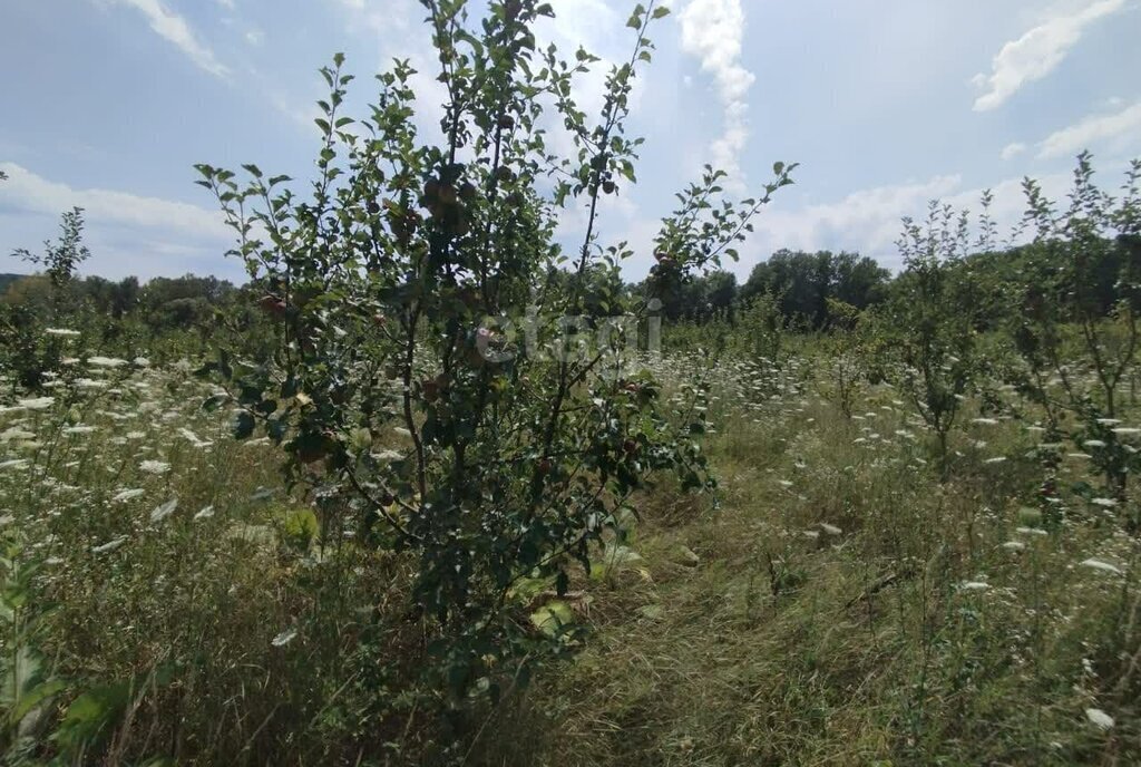 земля р-н Майкопский ст-ца Курджипская Краснооктябрьское сельское поселение фото 15