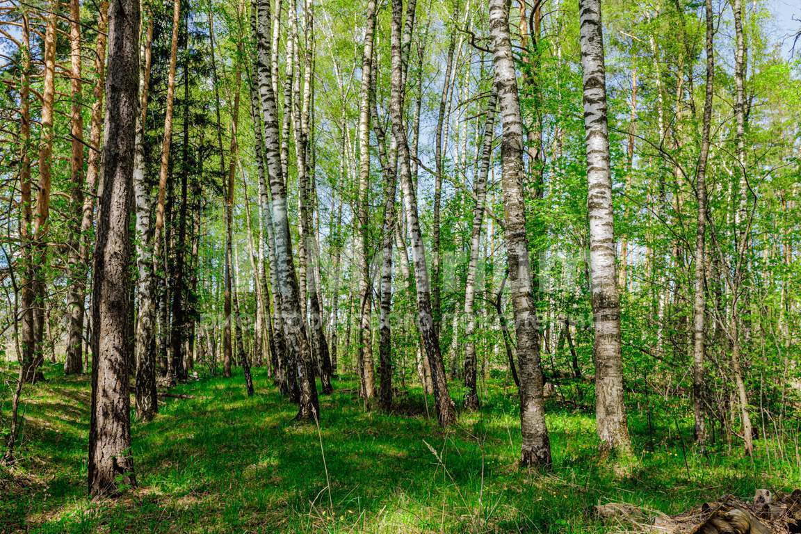 земля городской округ Одинцовский д Таганьково Одинцово г, Рублево-Успенское шоссе фото 2