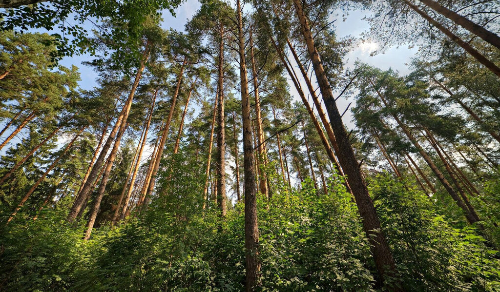 земля городской округ Одинцовский п Барвиха тер Сады Майендорф Одинцово фото 1