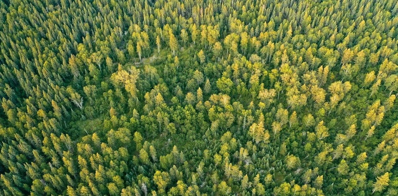 земля городской округ Дмитровский д Сазонки 154 фото 2