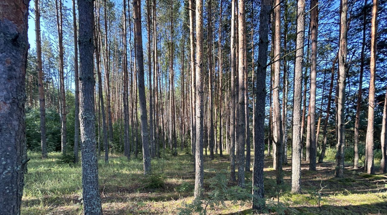 земля р-н Александровский д Афонасово Каринское муниципальное образование фото 12