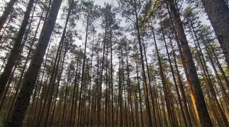 земля р-н Лужский Толмачево городской поселок, ул. Загородная, 19 фото 7