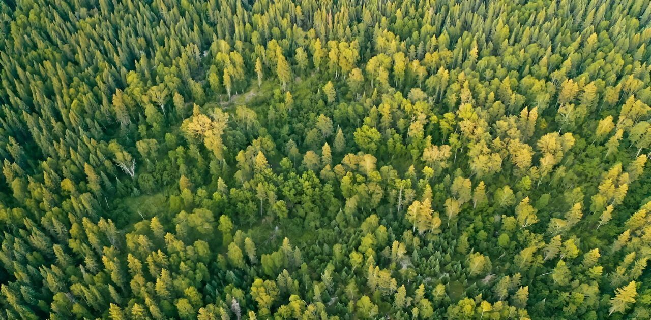 земля городской округ Дмитровский д Сазонки 154 фото 2