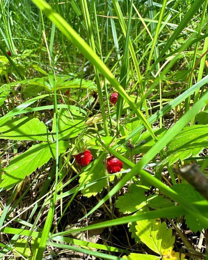 земля городской округ Истра д Сокольники Истра фото 30