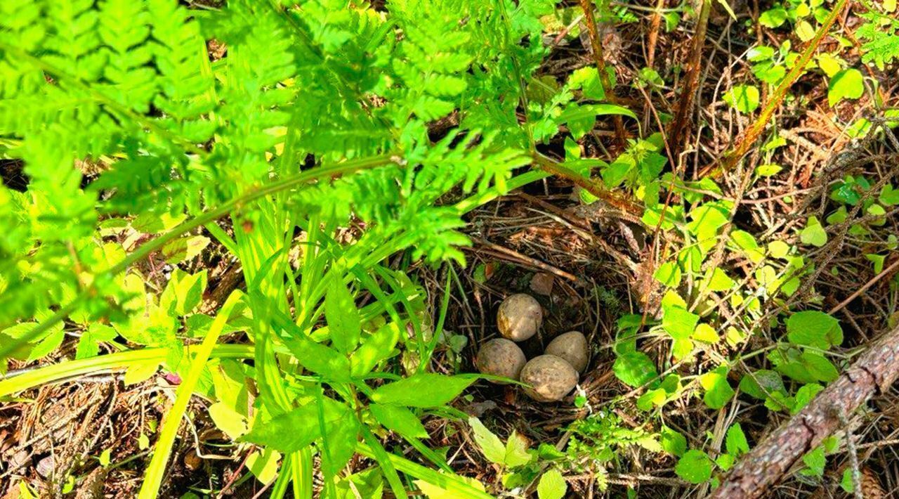 земля городской округ Солнечногорск п Лунёво снт Полянка фото 16