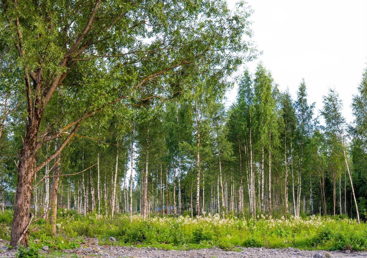 земля р-н Кировский г Шлиссельбург Шлиссельбургское городское поселение фото 1