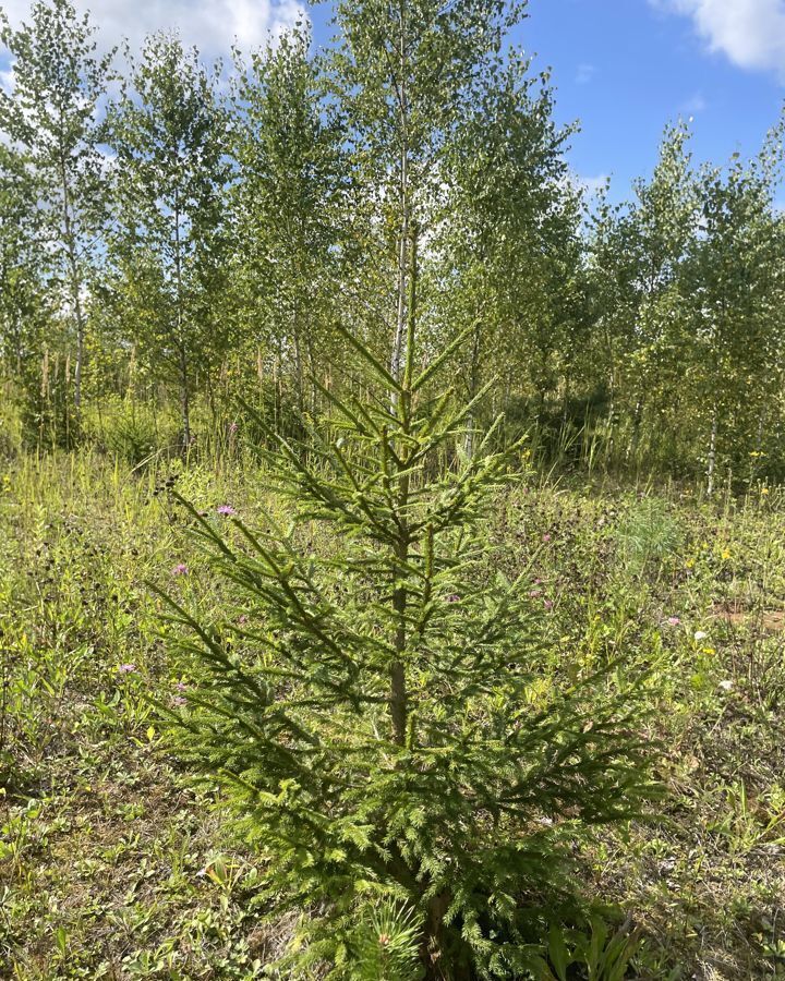 земля городской округ Дмитровский д Глазово 24 км, Лобня, Рогачёвское шоссе фото 11