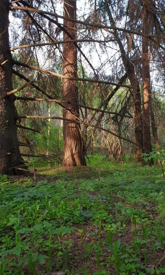 земля городской округ Рузский д Демёнково 73 км, Дорохово, Минское шоссе фото 3