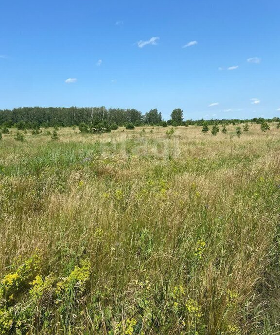 земля р-н Сосновский с Кайгородово Алишевское сельское поселение фото 12