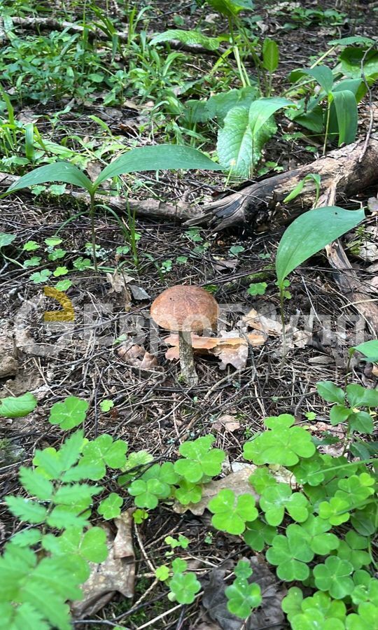 земля городской округ Одинцовский г Звенигород 9754 км, СНТ Кезьмино, Новорижское шоссе фото 12