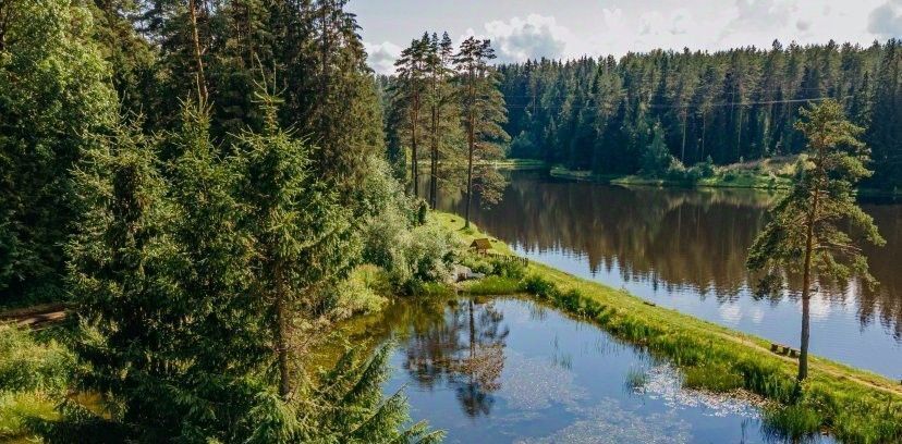 комната р-н Валдайский д Усадье Рощинское с/пос фото 4