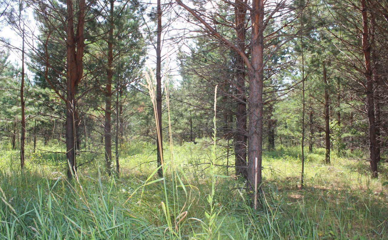 земля р-н Первомайский Санниковский сельсовет, Новоалтайск фото 2